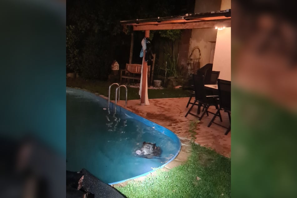 Im rheinland-pfälzischen Lambrecht ereignete sich am frühen Freitagmorgen eine kuriose Szenerie im Pool eines Einfamilienhauses. Dieses Wildschwein war als Schwimmgast zu Besuch.