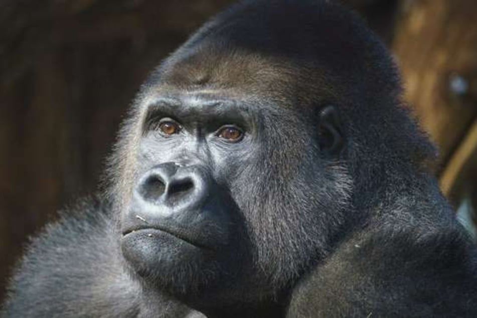 This gorilla named Kiburi got moved to his new home in London in style.