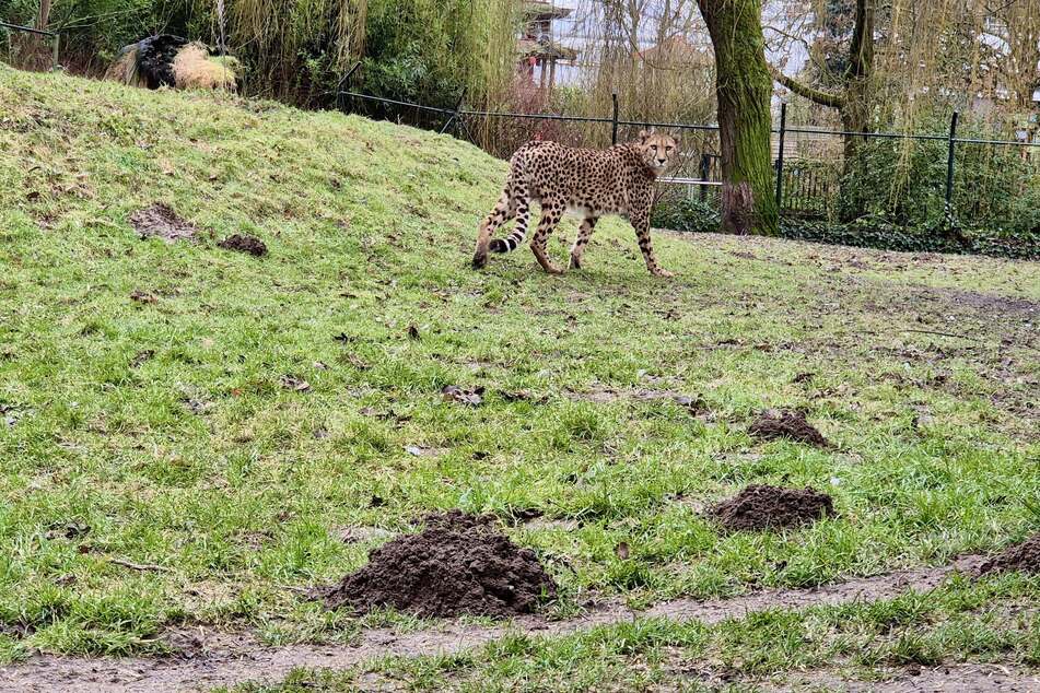 Mit Sambesi sei nunmehr ein "erfahrener" Kater gefunden, sodass ein neuer Zuchtversuch gestartet werde, teilte man mit.