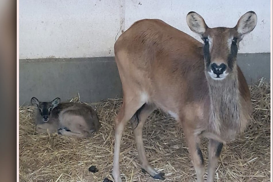 Zuchterfolg im Leipziger Zoo! Stark gefährdete Moorantilope erblickt das Licht der Welt