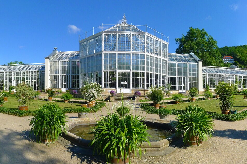 Schlösserland-Energiefresser ist das Palmenhaus Pillnitz, das 2025 als Energiesparmaßnahme "Hightech-Vorhänge" verpasst bekam.