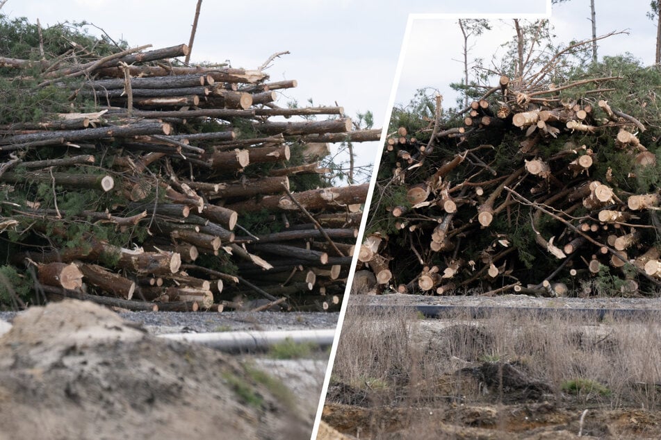 Klage gescheitert, Anwohnerin enteignet: Viele Bäume für Tagebau Nochten bereits gerodet