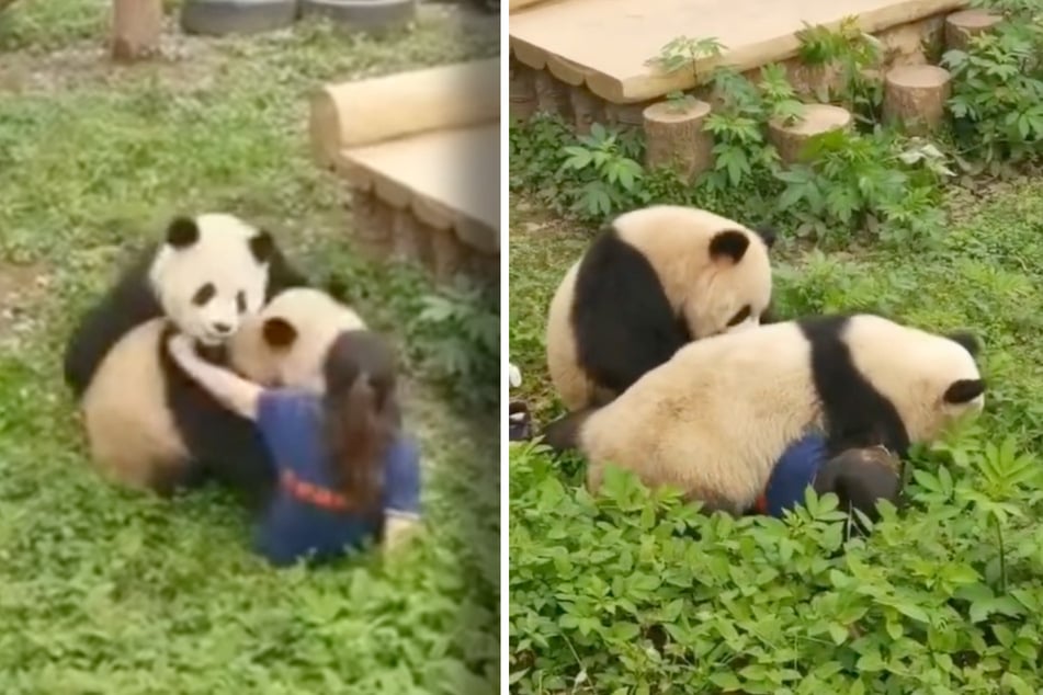 Die Pandas Yu Ai und Yu Ke fielen eine Tierpflegerin an.