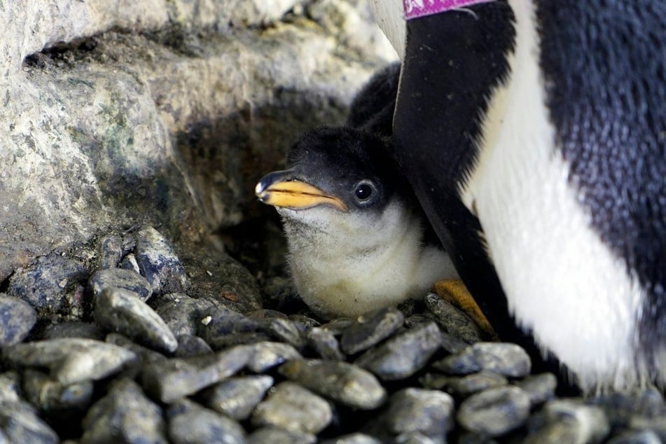 Proud moms: same-sex penguin couple hatch adopted egg