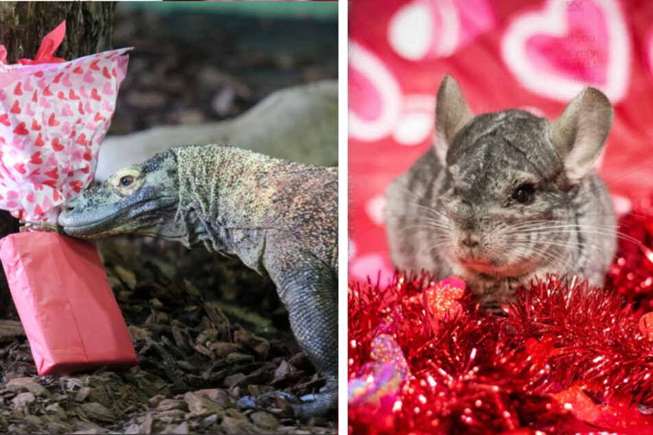 Buffalo Zoo took Valentine's Day glamour shots of their animals (r) and the Rosamond Gifford Zoo celebrated by giving their critters gifts.