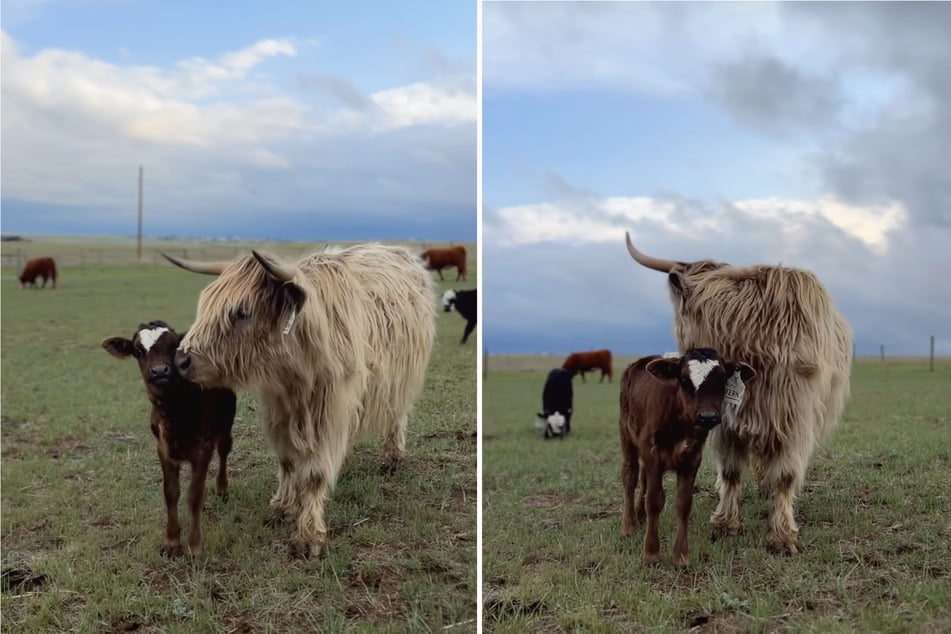 Das Kalb Fern hat ein neues Zuhause auf einer Farm gefunden.