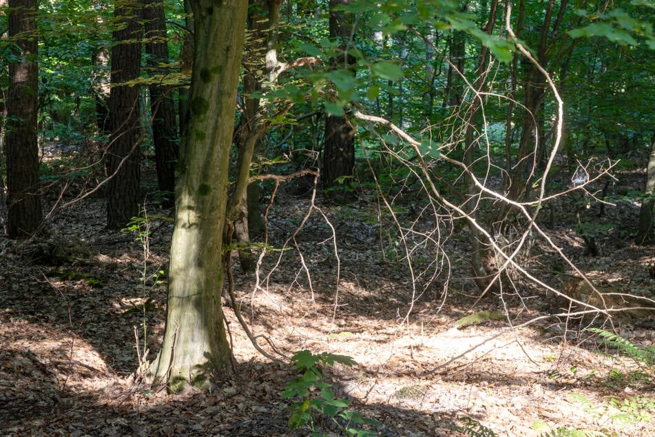 Hitze sorgt für ein weiteres Problem: Waldbrandgefahr in Hessen steigt