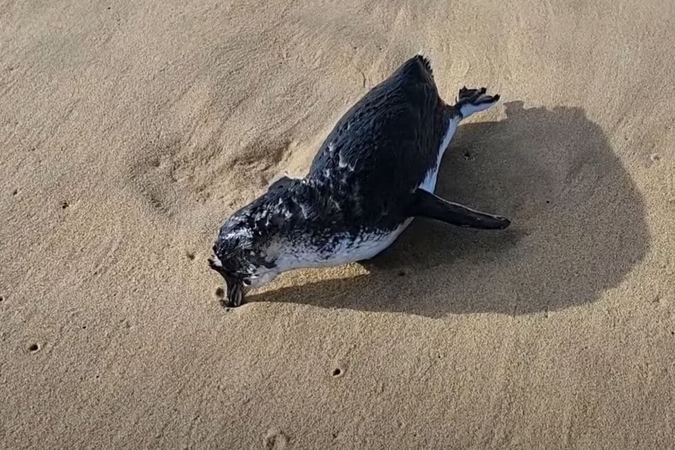 Warum liegt ein toter Pinguin in Australien auf dem Strand herum?