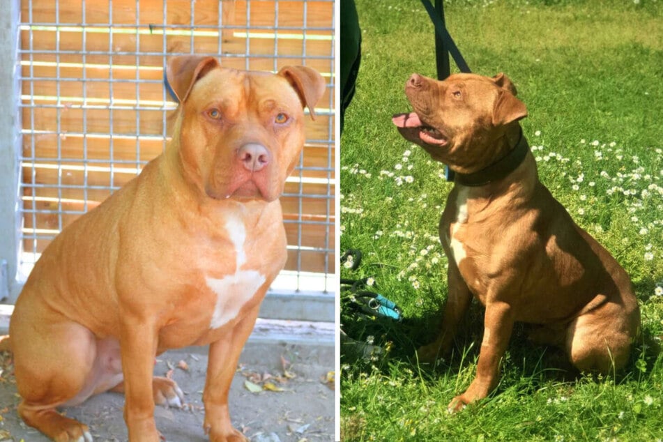 Wer kann dem verunsicherten Hund neben Liebe auch Halt für immer geben?
