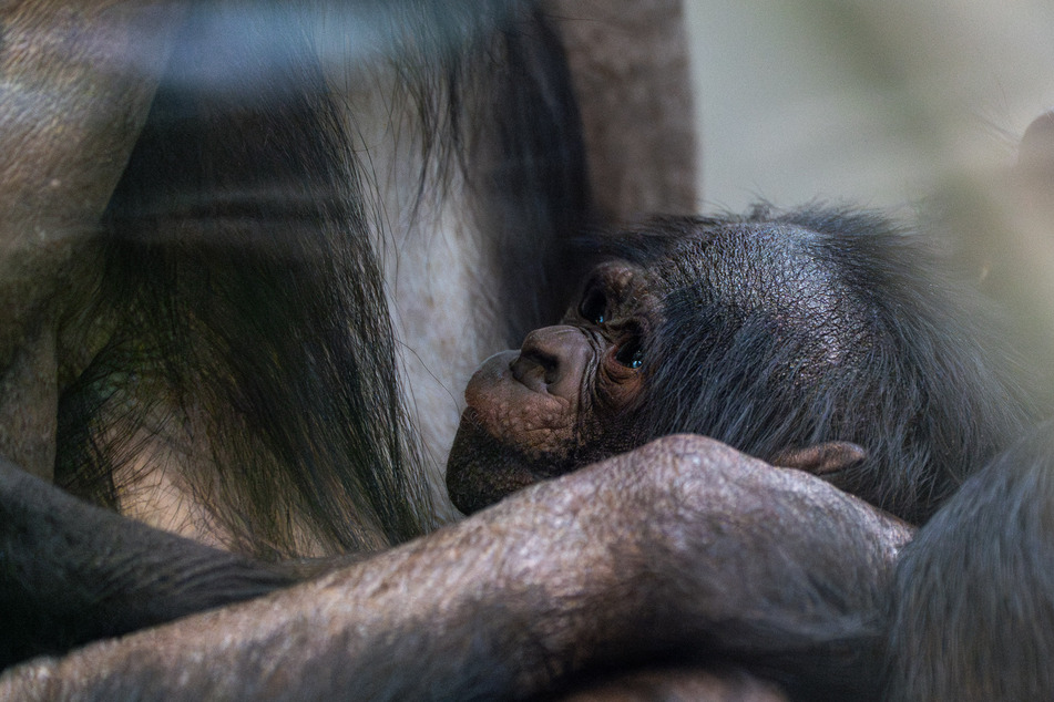 Neben Streichel- und Schmuseeinheiten steht auch viel Schlaf auf dem täglichen Programm des Bonobo-Nachwuchses.