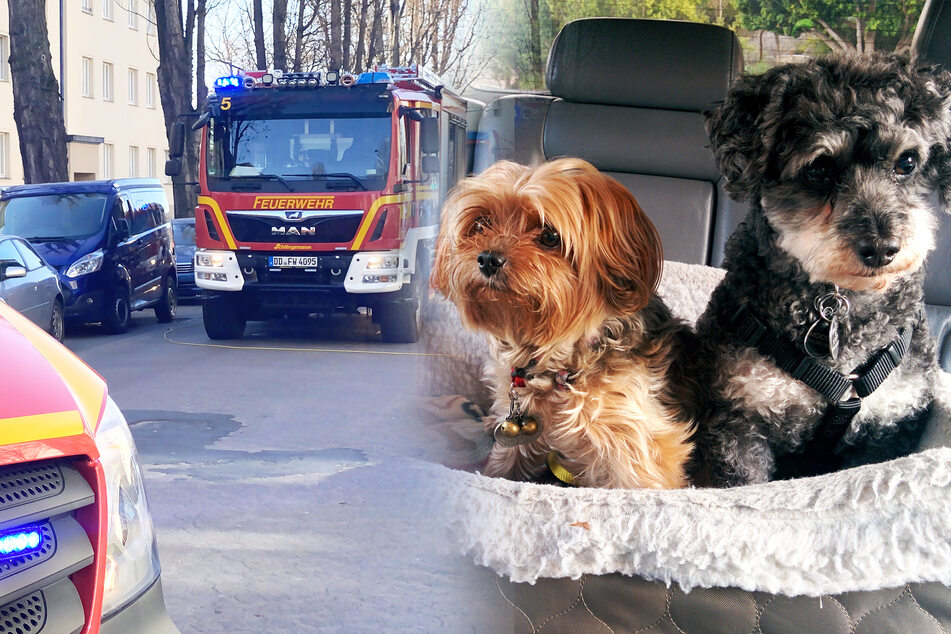 Hunde im Auto eingeschlossen: So macht die Feuerwehr ihr Unglück erträglich