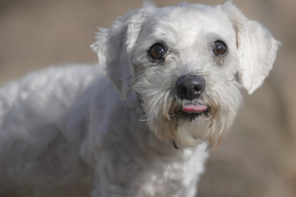 Zu viel Trubel, zu wenig Liebe? Malteser Puffy hofft jetzt auf sein ruhiges Glück