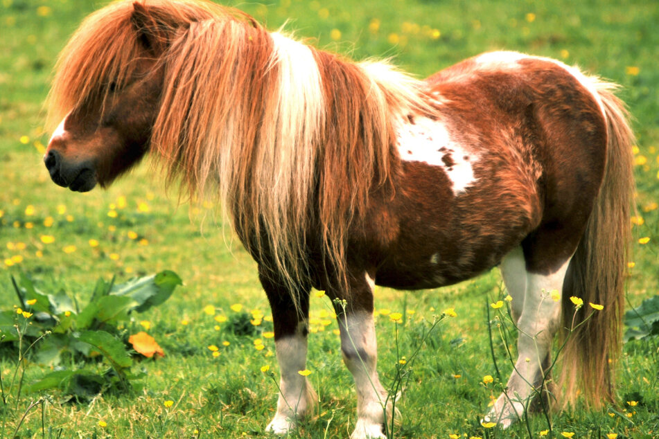 Tragisches Unglück: Pony stirbt nach Zusammenprall mit Regionalbahn