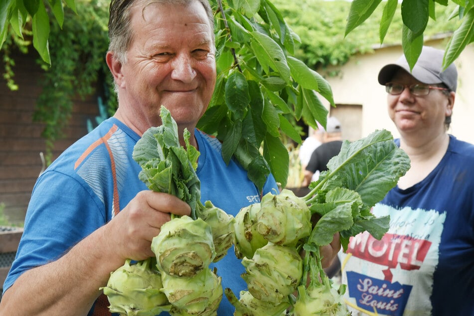 Andre Witkowski (62) präsentiert stolz einige frisch geerntete Kohlrabi. In den sogenannten Tafelgärten in Leipzig bauen Langzeitarbeitslose vor allem Gemüse an, das dann über die Tafeln an Bedürftige ausgegeben wird.