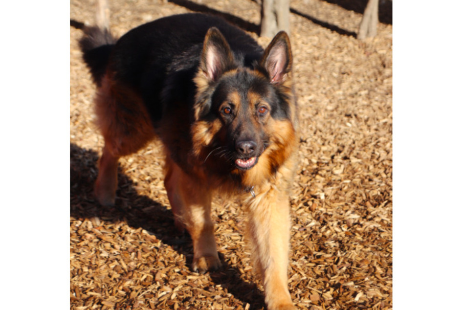 Schäferhund Chicco.