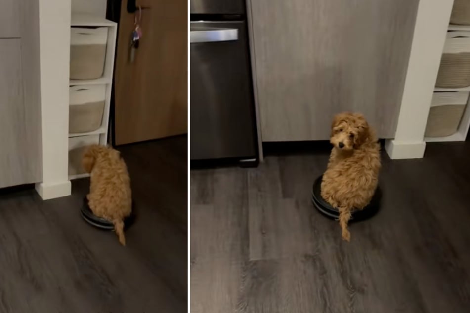 A dog named Theo is enchanting the internet with his adorable love for a household appliance!