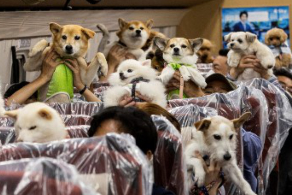 Japan's new dog train: All aboard the canine express!