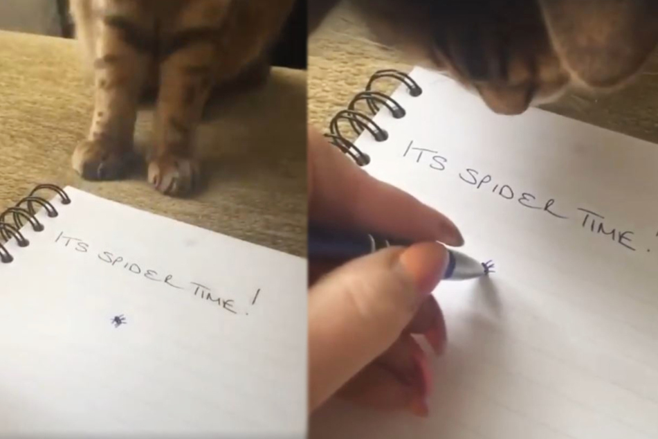 Frau zeichnet Spinne: Die Reaktion ihrer Katze ist brüllkomisch