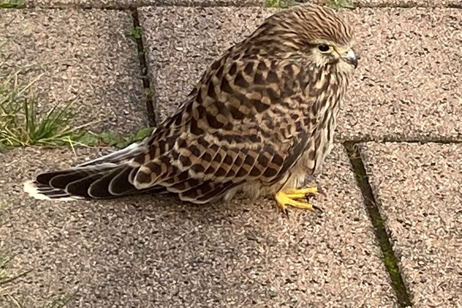 Der Jungvogel konnte nicht wirklich fliegen und tapste über Gehweg und Straße.
