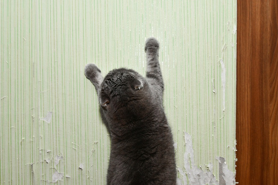 Wenn Deine Katze an der Tapete kratzt, solltest Du rechtzeitig agieren.