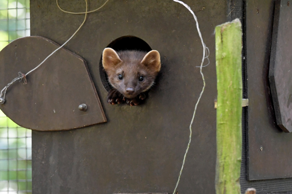 Ein junger Baummarder blickt im Wildpark Eekholt aus seiner Behausung.