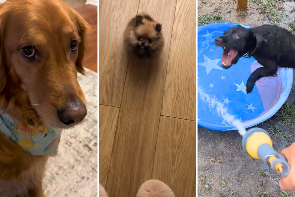 Check out three of TikTok's most quirkiest dogs with their hilarious nature and hidden talents!