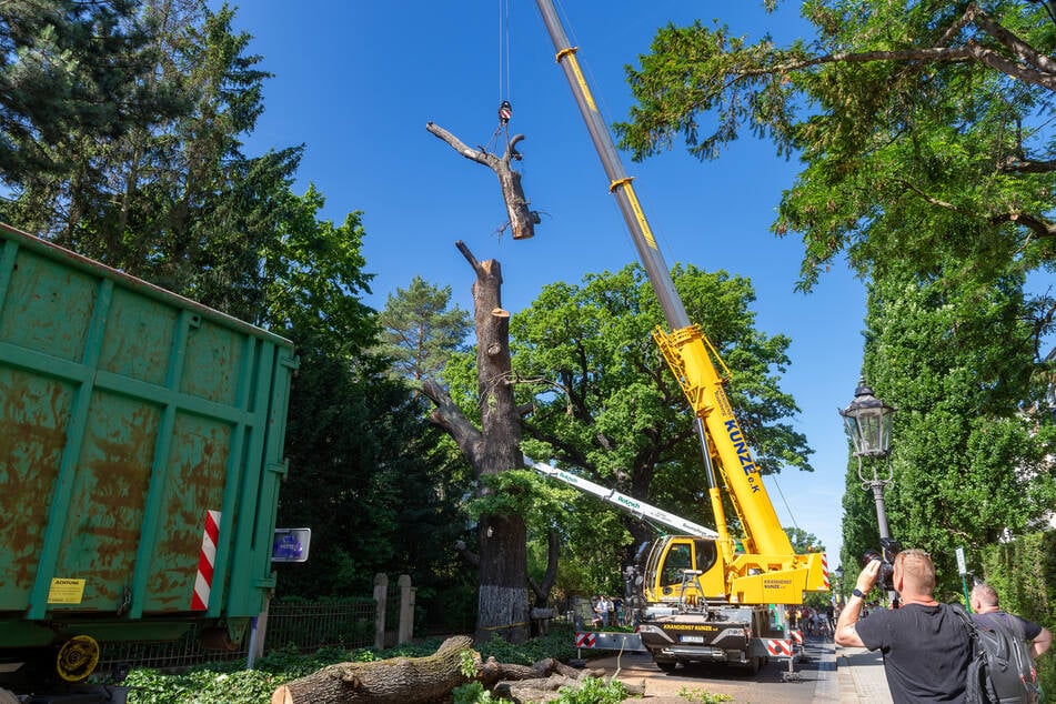 Teile der Eiche blieben zurück, weil noch zwei Vögel im Baum leben. Nachdem diese flügge geworden sind, werden die Reste beseitigt.