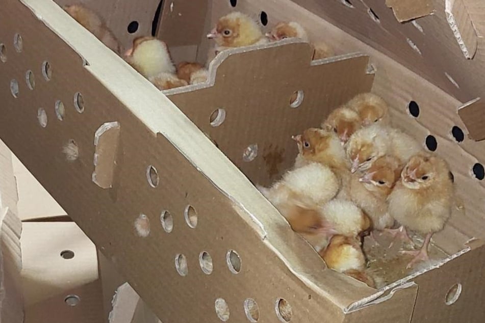 Behörde schon im Feierabend: Polizei muss Transporter mit über 1000 Küken ziehen lassen