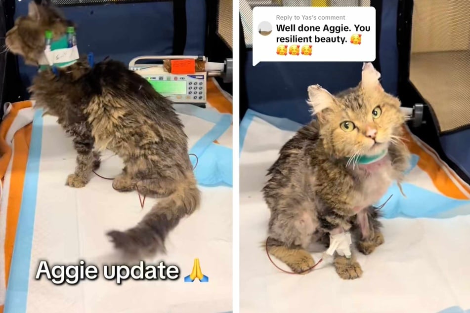 The malnourished cat still has a long road to recovery ahead of her, and has been receiving multiple blood transfusions.