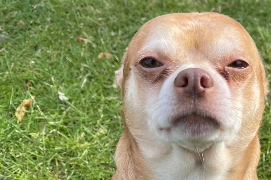 Demonic "Chucky doll" chihuahua proves a hard sell in hilarious foster ad