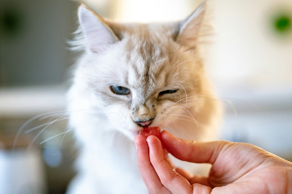 The easiest way to give your cat a pill to eat is to pair it with food.