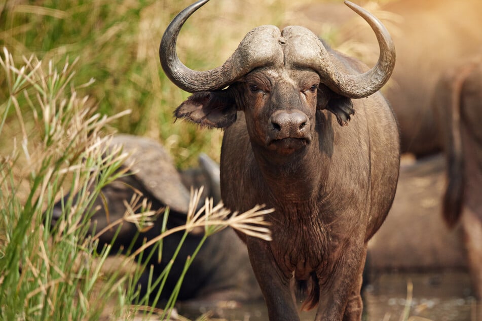 Los búfalos de cabo son herbívoros, pero aun así son animales que pueden significar la muerte para los humanos.