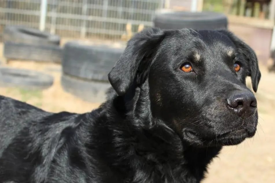 Seit mehr als vier Jahren im Tierheim: Gibt es noch ein Happy End für Nase?