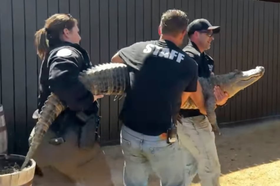 Giant pet alligator taken away from Texas woman after 20 years