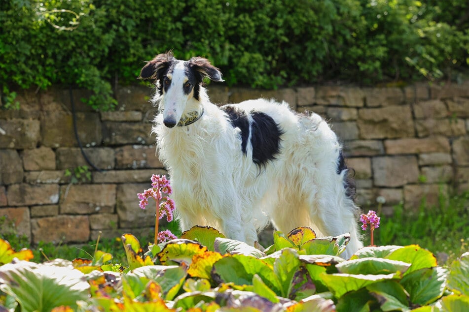 Borzois might be dog royalty, but they ain't pretty.