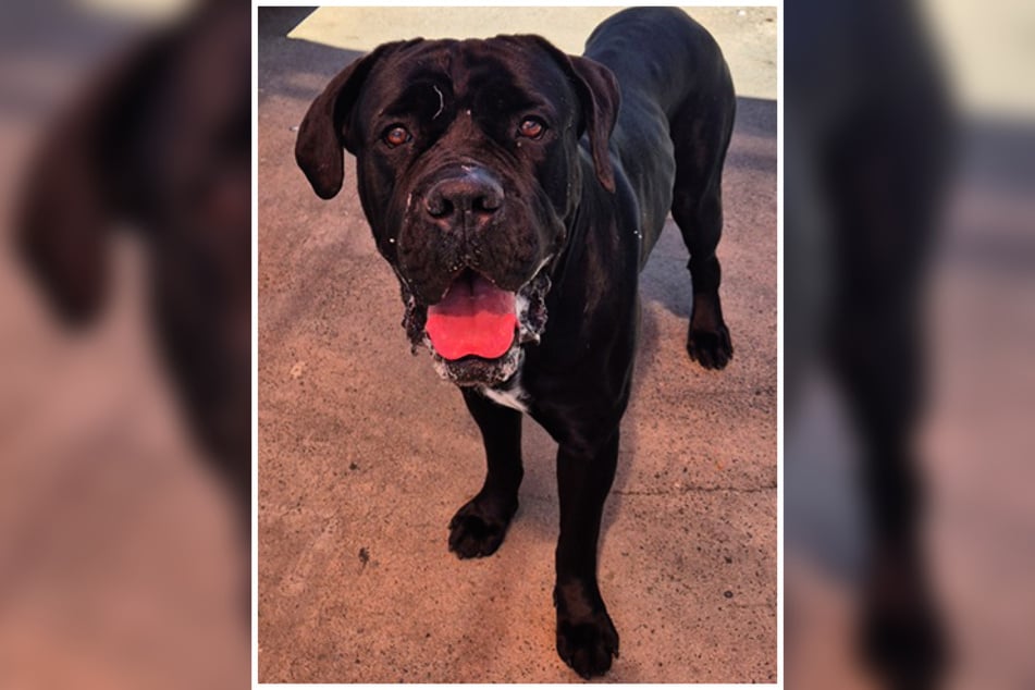 Erfahrung mit Hunden - am besten mit Cane Corsos - sollten Juans neue Menschen bereits besitzen.