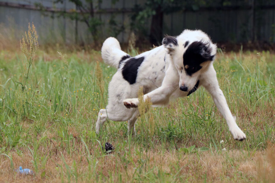 Hund Odin (3) hat seine Lebensfreude wieder gefunden und spielt im Gras.