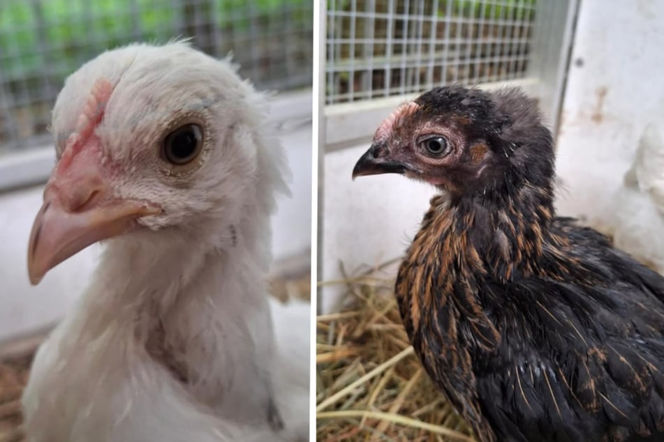 Jetzt hat das Trio aber den Schnabel voll vom Alltag im Tierheim.