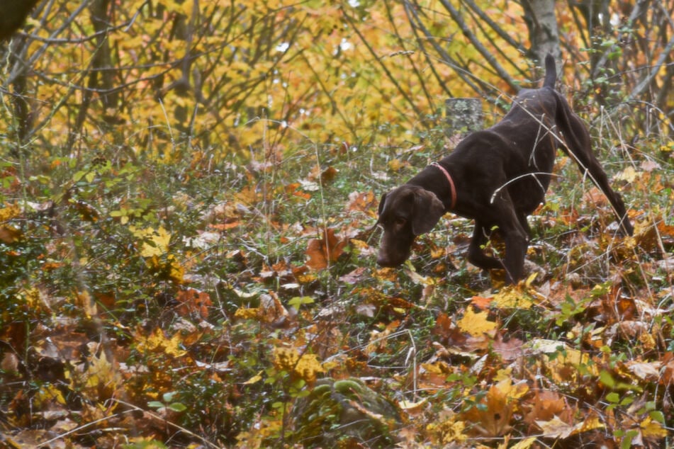 Hunde-Drama im Erzgebirge: Vierbeiner büxt aus, wenig später ist er tot