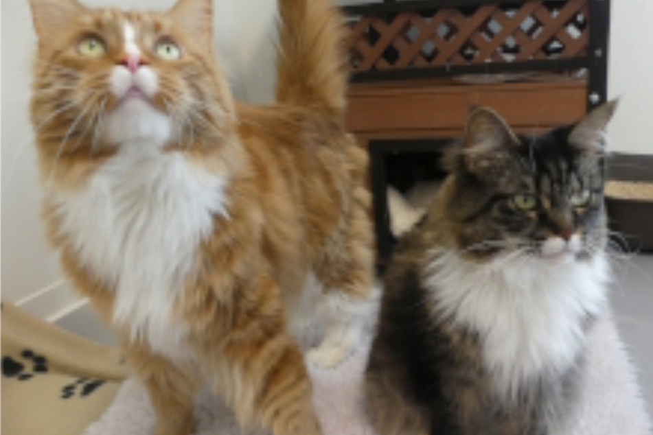 Katzenpaar ist unzertrennlich, jetzt suchen die wunderschönen Maine-Coon-Katzen ein neues Zuhause