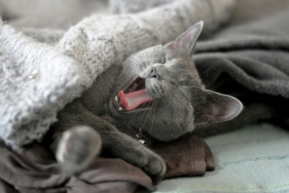 It might be possible to find a similar medication for your cat in a liquid or treat formula that comes in flavors like tuna, salmon, or chicken.