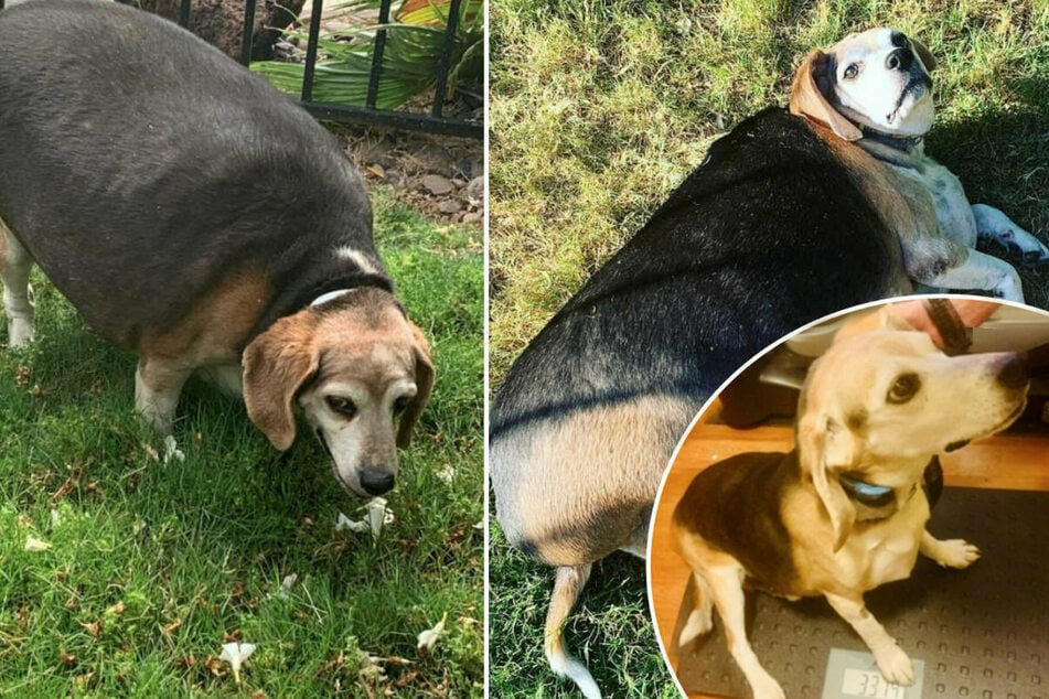 Rescue beagle weighed nearly 90 pounds before his stunning transformation