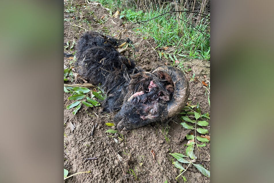 Die getöteten Heidschnucken wurden am Rand eines Feldes in Erkrath gefunden.