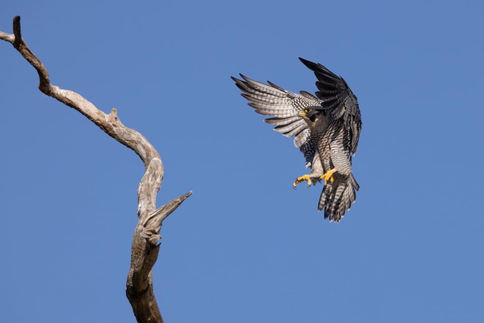 Is the Peregrine Falcon the fastest animal in the world?