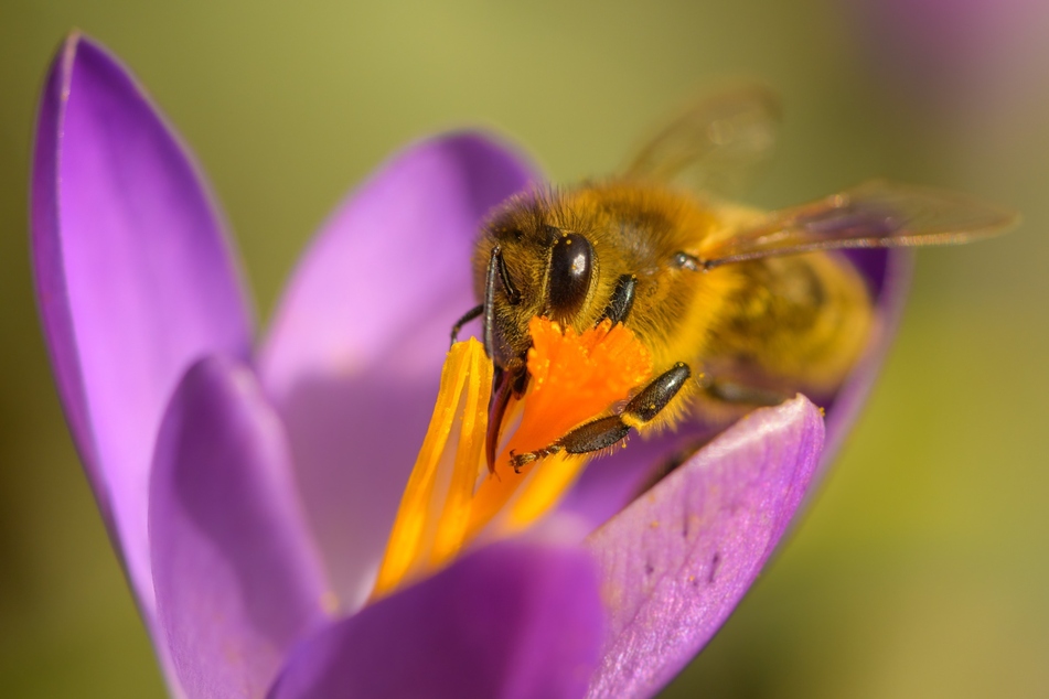 Wildkrokusse dienen den Bienen als eine der ersten Nahrungslieferanten nach dem Winter.