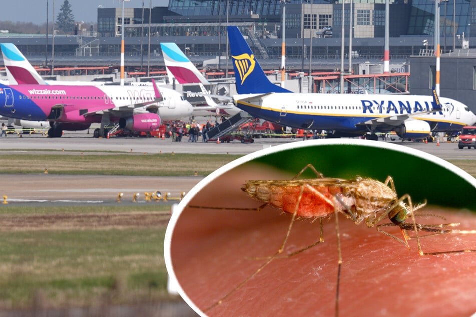 Hamburg: Nach Malaria-Ausbruch in Frankfurt: Gefahr auch am Hamburger Flughafen?