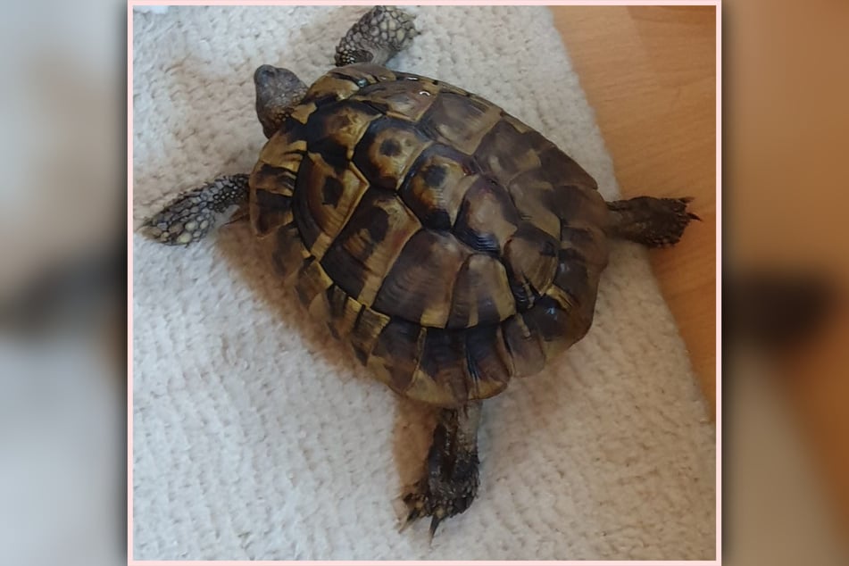 Im August wurde bereits die griechische Landschildkröte Bob gestohlen.