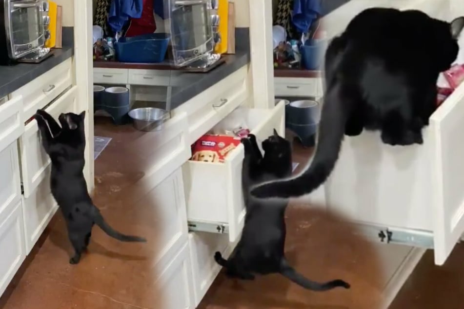 The clip of Sabrina the cat proves that if you want to keep treats safe, the drawers have to be closed all the way.