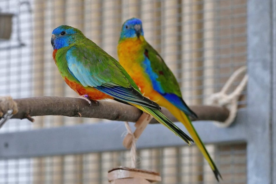 Das Sittich-Paar Rainbow und Cloudy sucht ein gemeinsames Plätzchen.