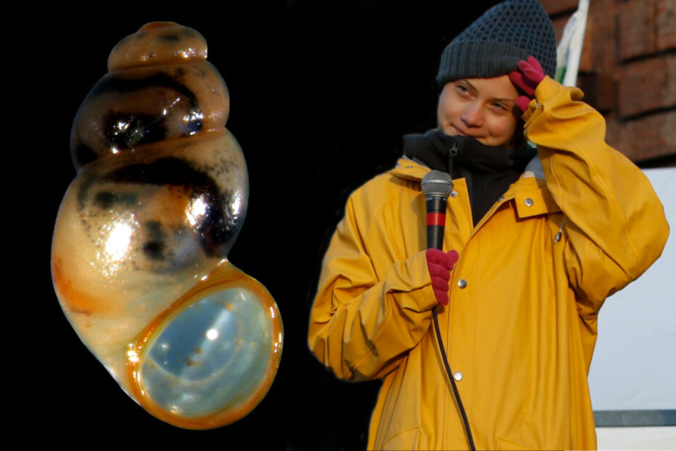 Greta Thunberg zur Schnecke gemacht: Neue Art nach Aktivistin benannt